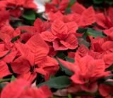 Poinsettia, how to care for and maintain it » Online Plant Sales