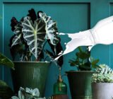 Is milk good for plants?