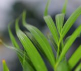 Areca palm at home, how to take care of it?