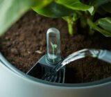 Self-watering pots: forget about watering!