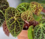 How to care for Begonia ferox