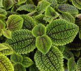 Pilea Moon Valley, take care of a moon plant