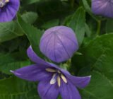 Platycodon, the Chinese bellflower: care and cultivation of a summer flowering perennial
