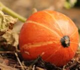 Characteristics of the cucurbitaceae family