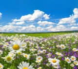 Here’s how to correctly create a flowering meadow!