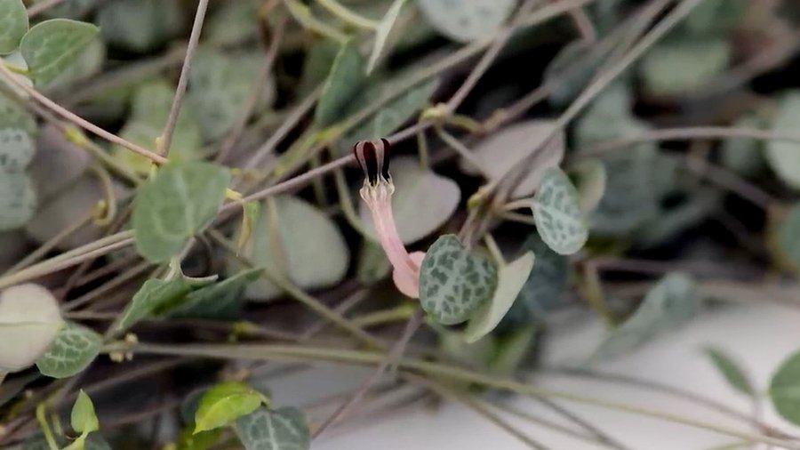 Ceropegia flower, it is small and violet