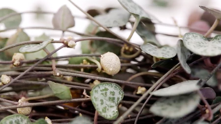 Aerial tubers of Ceropegia are small and spherical, typical of the Apocinacee