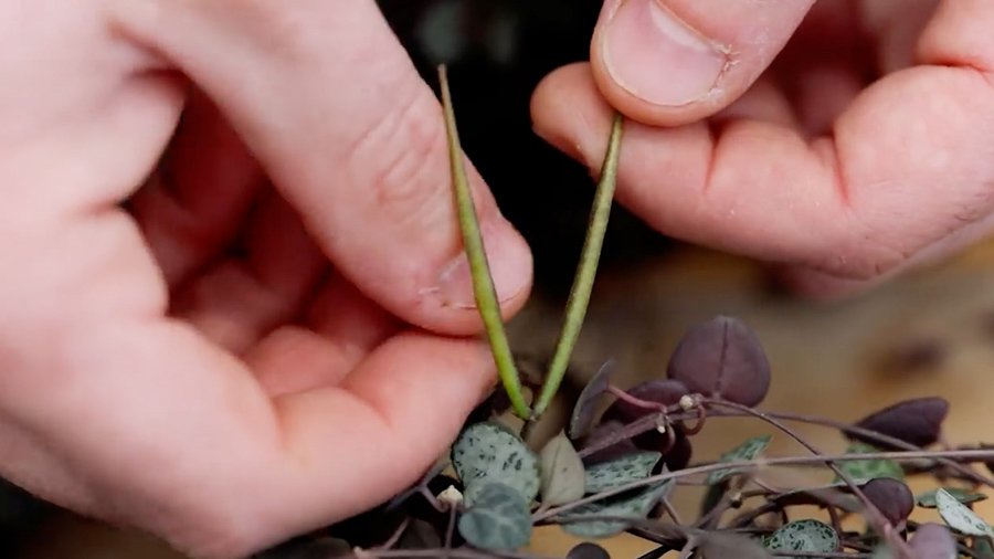 Fruits of Ceropegia, they are long and green, almost reminiscent of pods