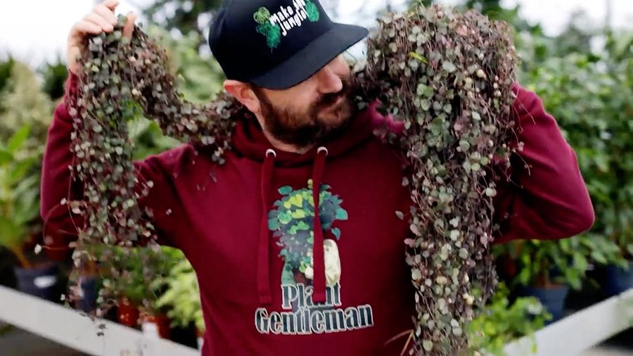 Sebastiano with his Ceropegia, the plant is very large 