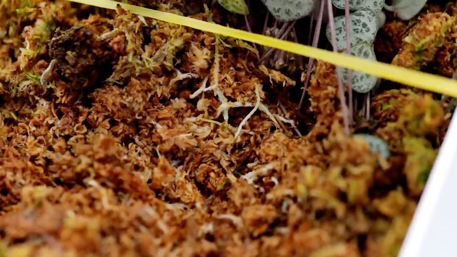 White roots of Ceropegia growing in sphagnum moss