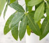 Pachira aquatica, care of the braided stem plant