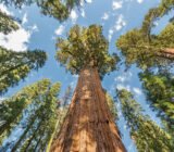 10 record-breaking trees: the tallest in the world