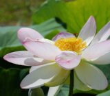 care and meaning of an aquatic plant