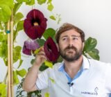 Aristolochia gigantea: a curious evergreen climber