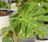 Monstera variegata “Thai Constellation”, care and cultivation of a rare plant
