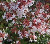 Abelia, flowering evergreen: cultivation and pruning
