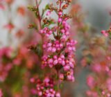 Erica, how to care for a cold-resistant plant