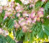 Albizia julibrissin: the tree with feathered flowers