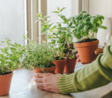 Aromatic plants corner: how to make it