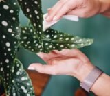 Begonia maculata Wightii, the plant with dotted leaves!