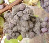Botrytis (grey mold) on plants? Here’s how to eliminate it