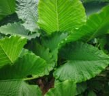 Care and maintenance advice » Selling Plants Online