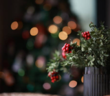 Christmas plant composition: the definitive guide