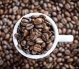 Coffea Arabica, all the secrets on care and cultivation