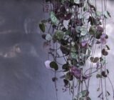 Cultivation, care, curiosity! » Selling Plants Online