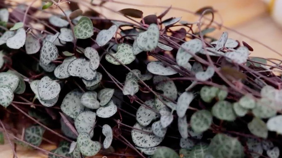 Detail on the vegetation of Ceropegia