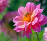 Dahlia: from tuber to summer flowering, care and cultivation