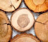 Dendrochronology, what can a tree tell us?