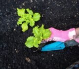 Garden work in September | Plants and flowers, flowerbeds and bushes