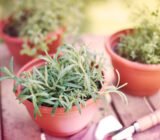 Growing aromatic plants in pots: complete guide