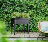Growing vegetables in pots on the terrace or on the windowsill