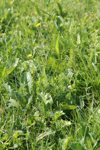 The product image Kiepenkerl RSM 2.4 Terrace lawn with herbs 1 kg shows a close-up of a dense green lawn with various herbs and a blooming yellow flower.