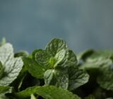 Hierba Buena mint, good for Mojitos and more!