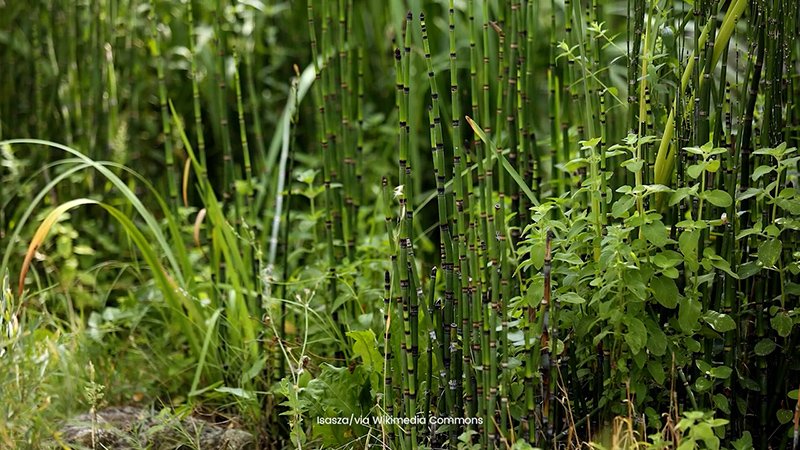 Image of a Horsetail hyemale in nature