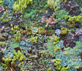 How to arrange succulents in the garden: ideas and inspiration