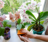How to clean plant leaves: effective methods