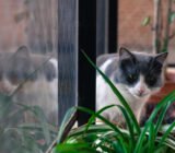 How to keep cats away from plants: natural remedies