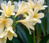How to make Clivia bloom again?