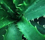 How to obtain syrup from Aloe Arborescens, Father Romano Zago’s recipe