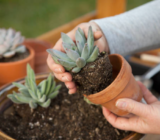 How to plant succulents: everything you need to know