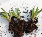 How to transplant succulents: practical guide