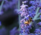 Siberian sage can be planted in combination with the following plants: