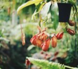 Nepenthes, how to care for a carnivorous plant