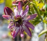 Passiflora, the passion fruit plant