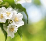 Philadelphus, how to take care of the angel flower!