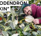 Philodendron “Birkin”: how to care for the plant in 2025!